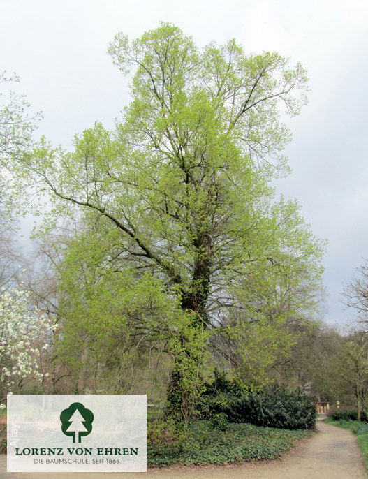 Tilia mongolica