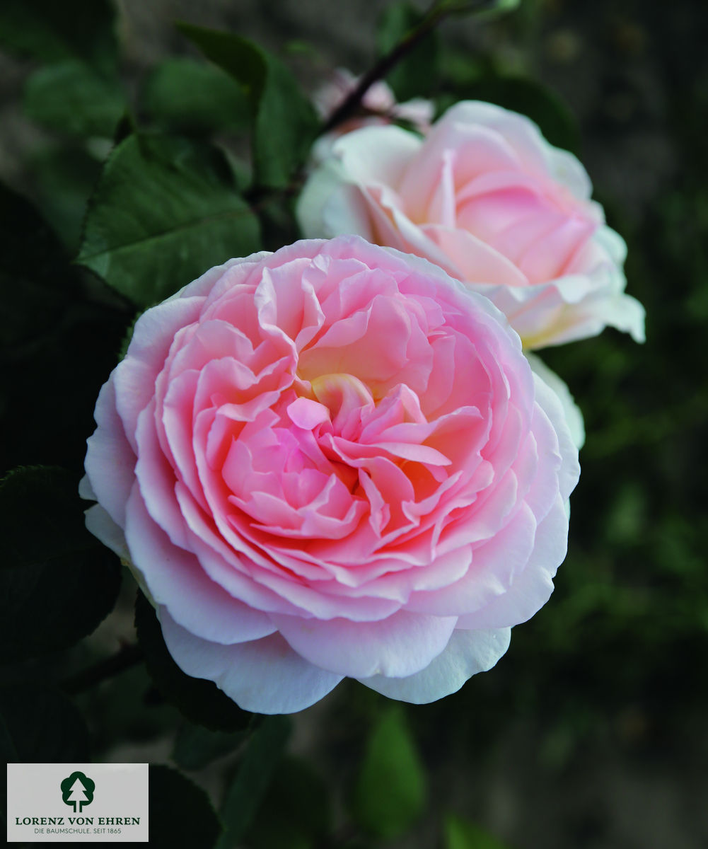 Rosa 'Märchenzauber'