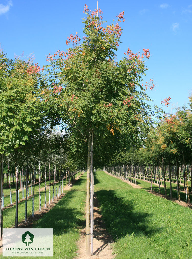 Koelreuteria paniculata