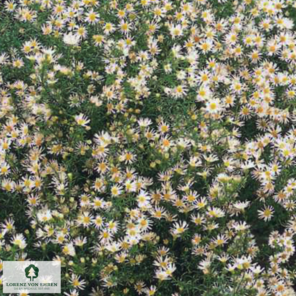 Aster ageratoides 'Ashvi'