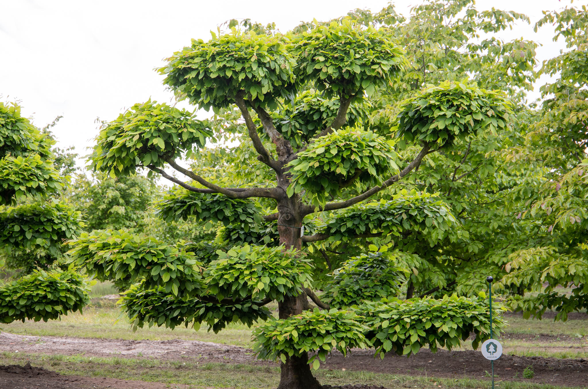 Ein großer Bonsai mit einem dicken Stamm und mehreren gestuften, grünen runden Blätterkronen.