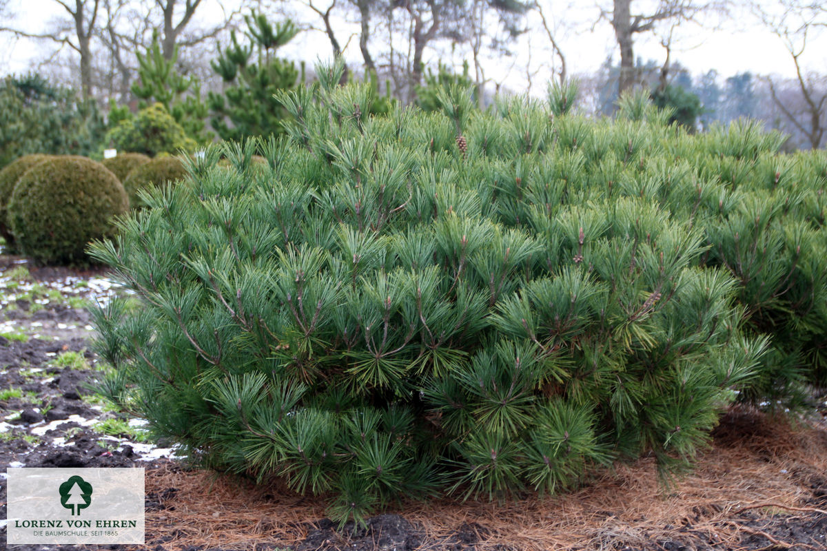 Pinus densiflora 'Umbraculifera'