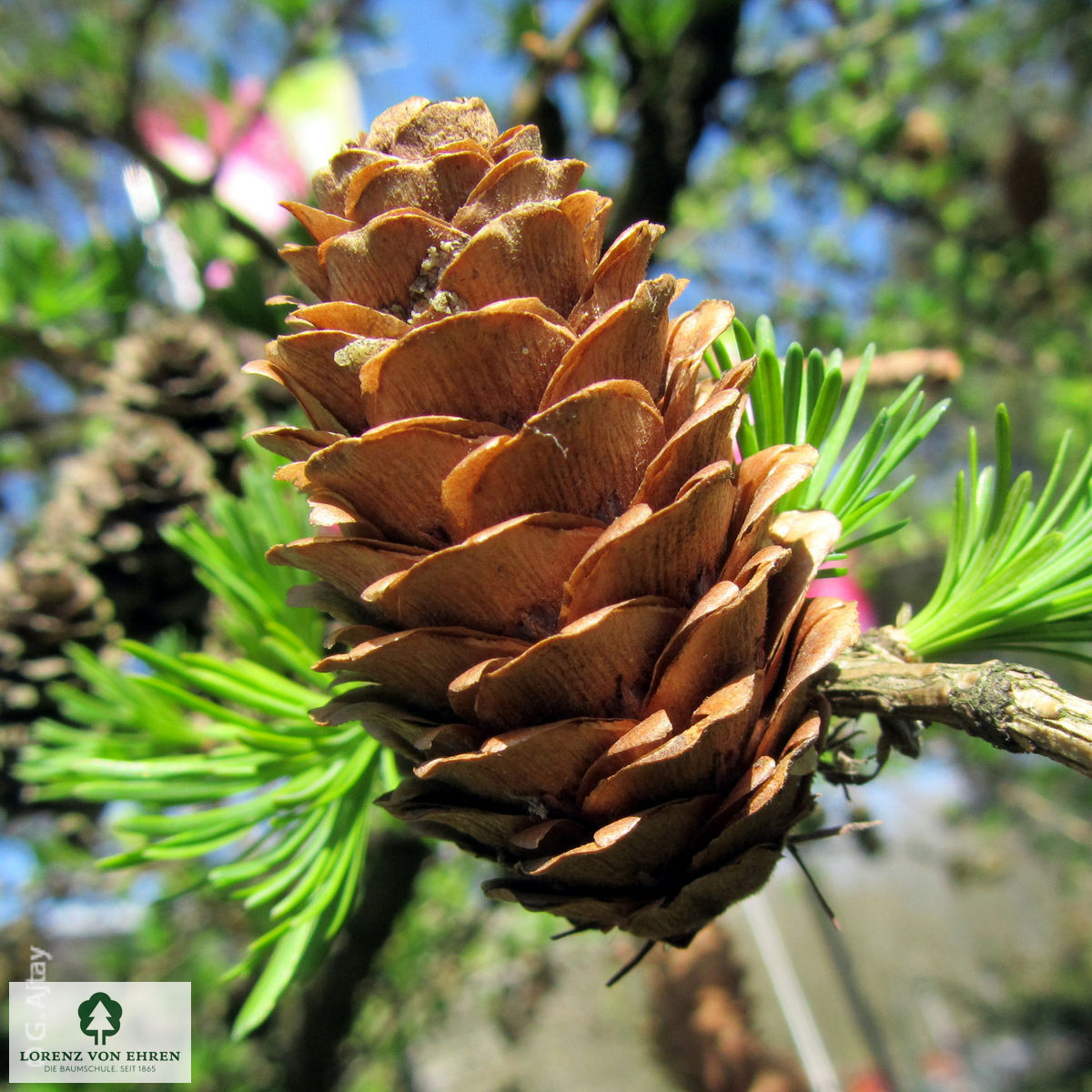 Larix decidua