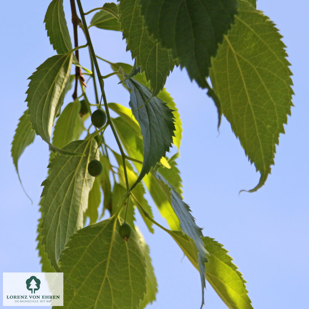 Celtis australis