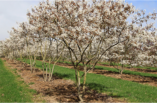Amelanchier lamarkii Mehrstämmer Weißblühende mehrstämmige Felsenbirnen