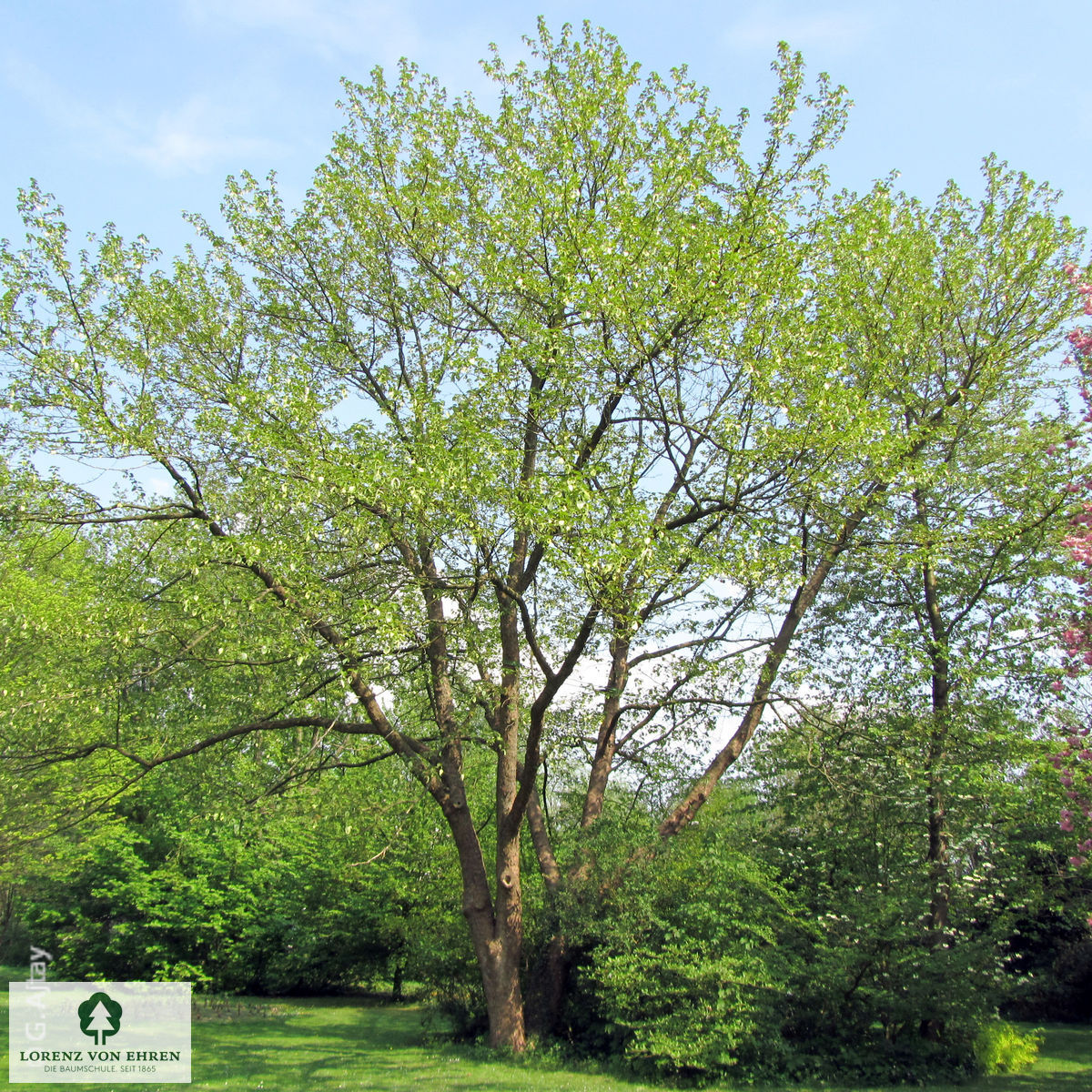 Davidia involucrata vilmoriniana