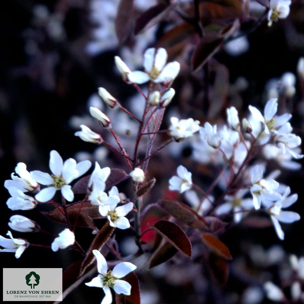 Amelanchier laevis