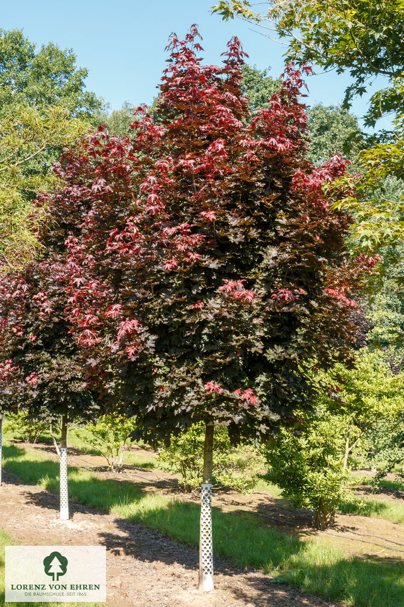 Acer platanoides 'Crimson Sentry'