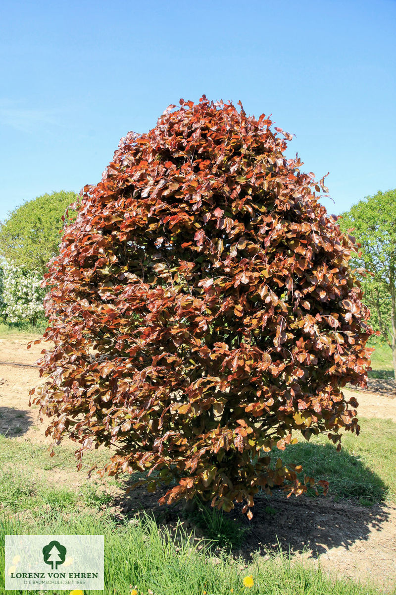 Fagus sylvatica 'Riversii'