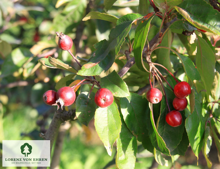 Malus 'Dark Rosaleen'