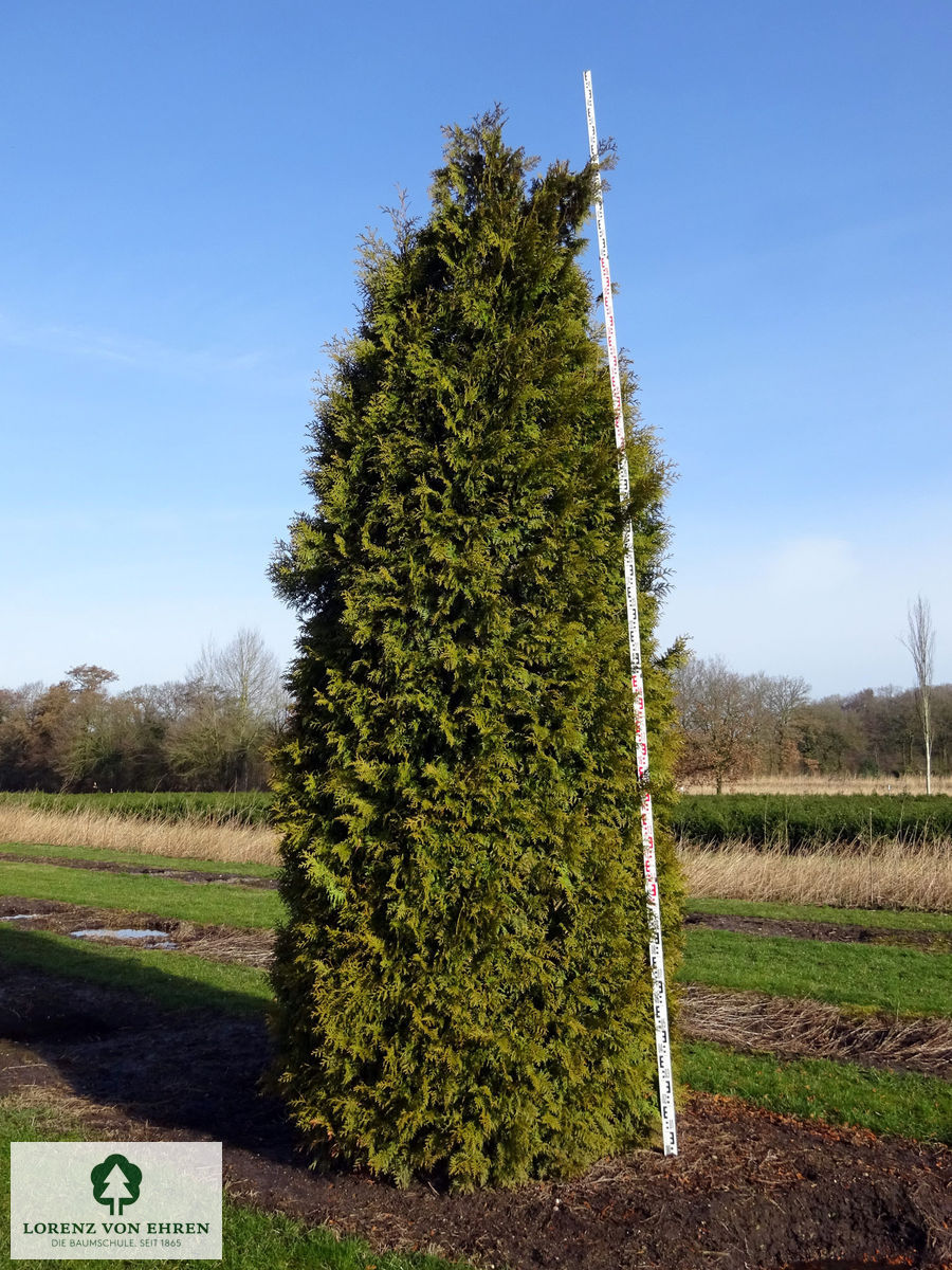 Thuja occidentalis 'Brabant'