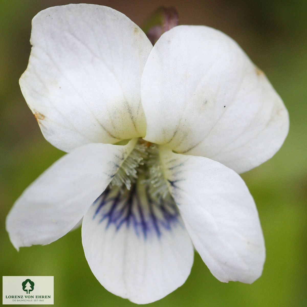 Viola sororia 'Albiflora'