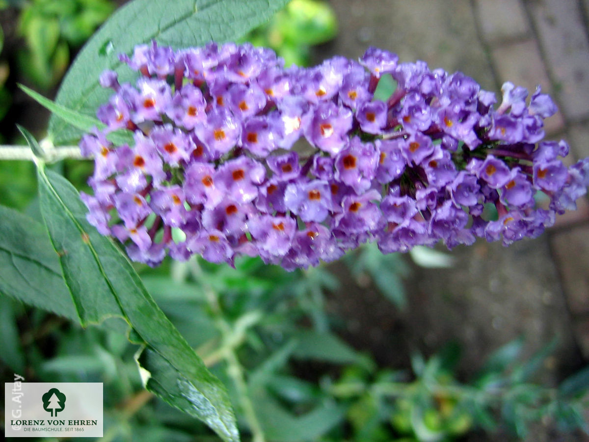 Buddleja davidii 'Nanho Blue'