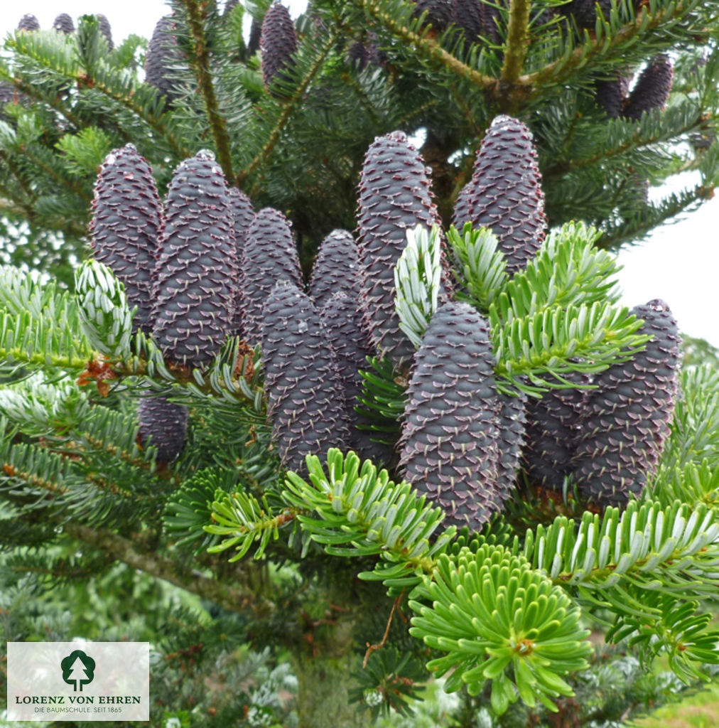 Abies koreana Sämling