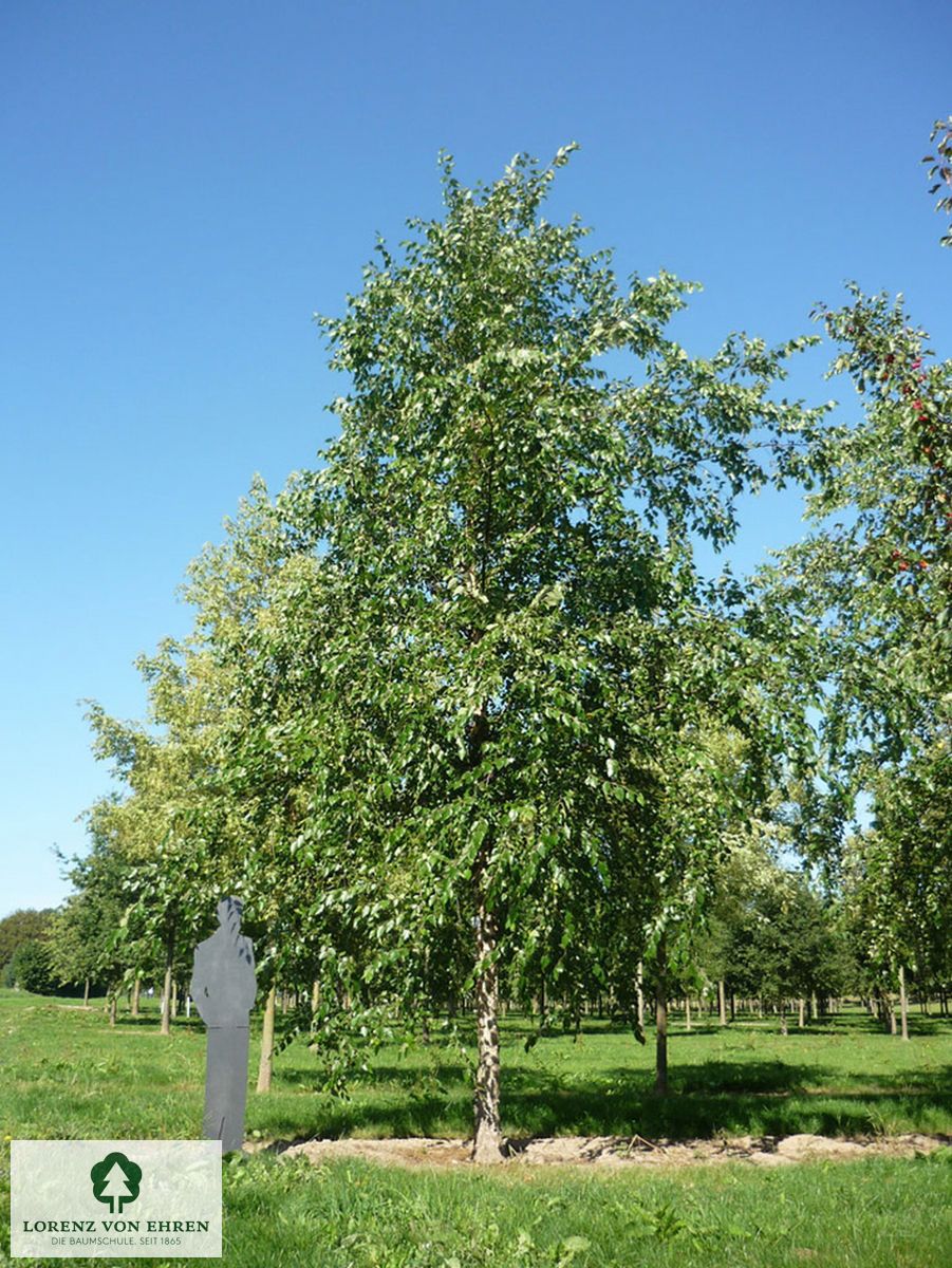 Betula nigra