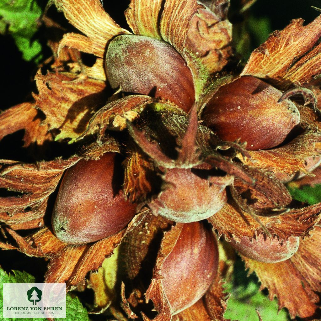 Corylus avellana 'Rotblättrige Zellernuss'