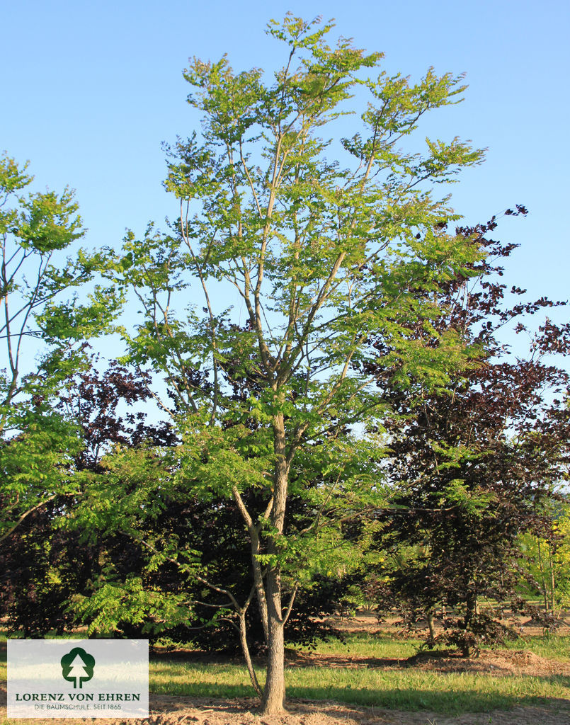 Gymnocladus dioicus