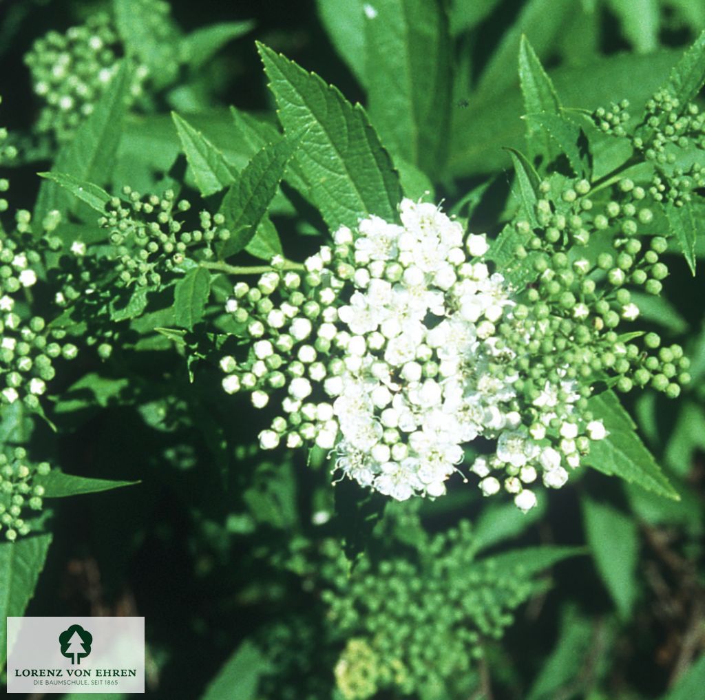 Spiraea japonica 'Albiflora'