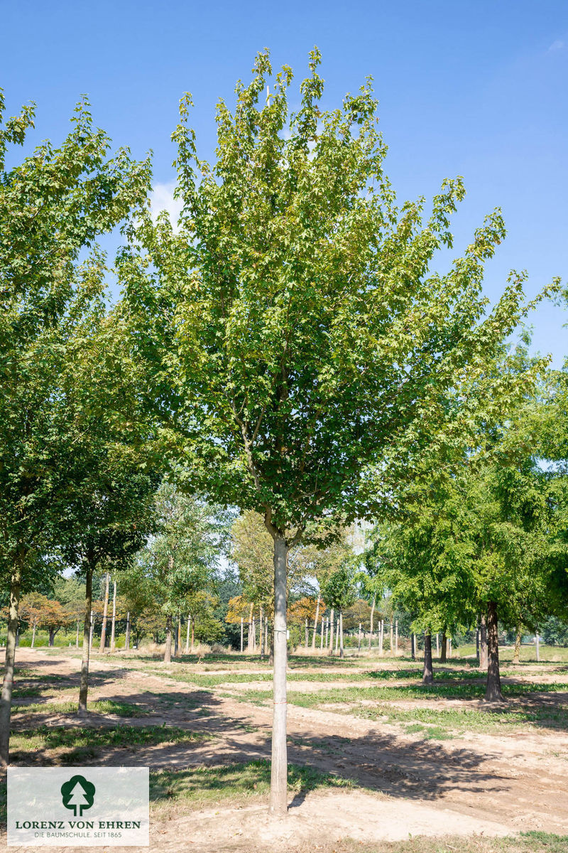 Acer campestre 'Huibers Elegant'