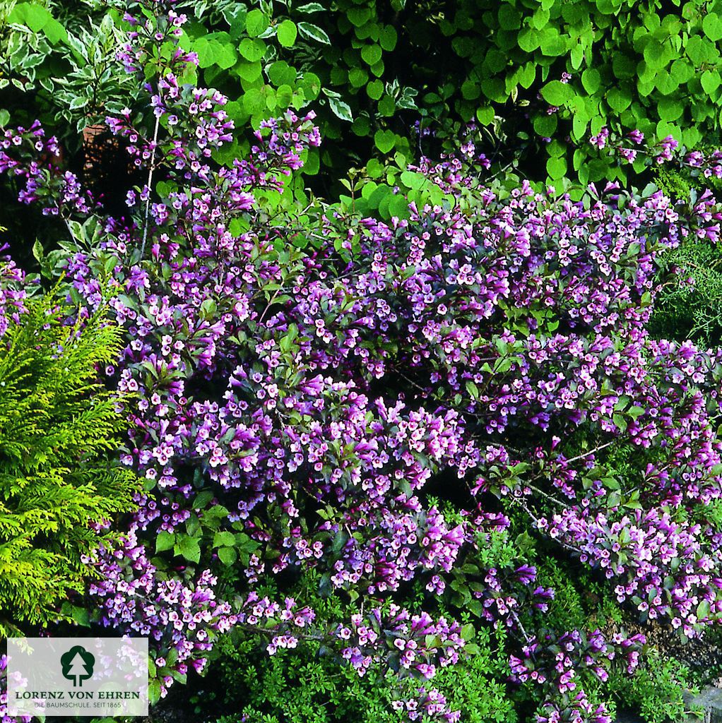 Weigela florida 'Purpurea'