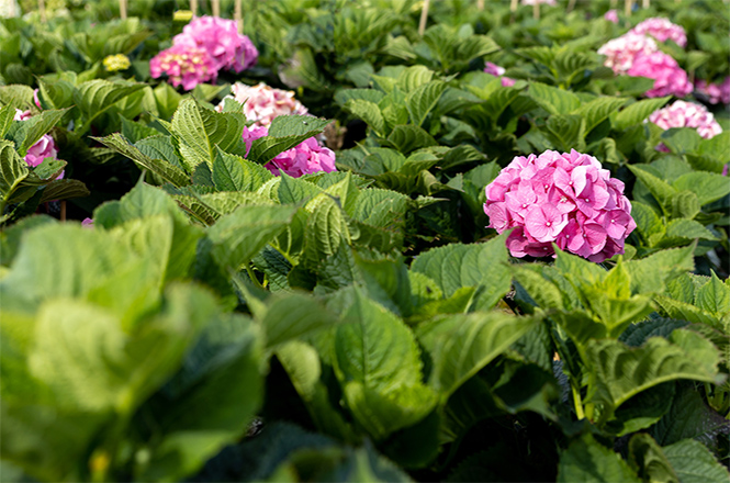 Eine rosa blühende Hortensie