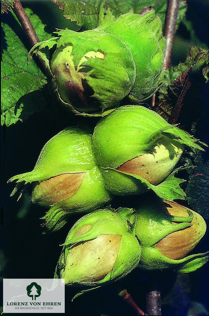 Corylus maxima 'Hallesche Riesennuß'