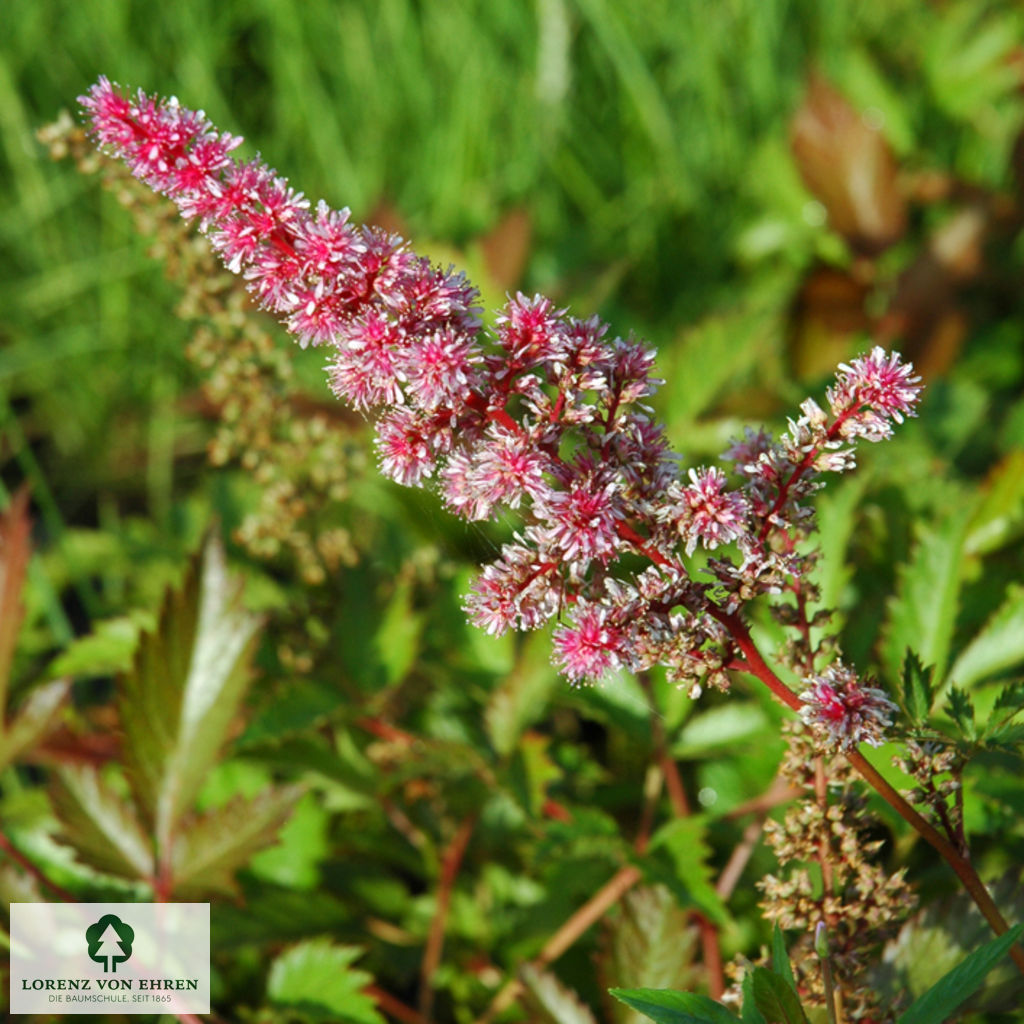Astilbe arendsii 'Cattleya'