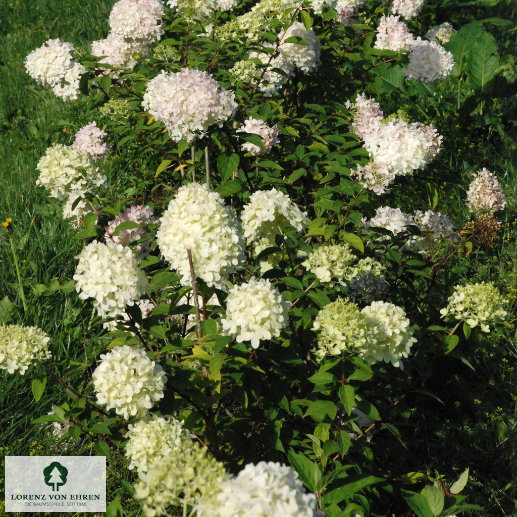 Hydrangea paniculata 'Limelight'