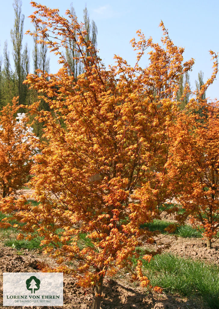 Acer palmatum 'Katsura'