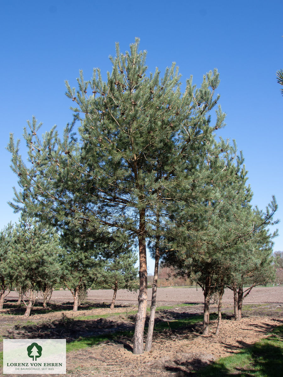 Pinus sylvestris