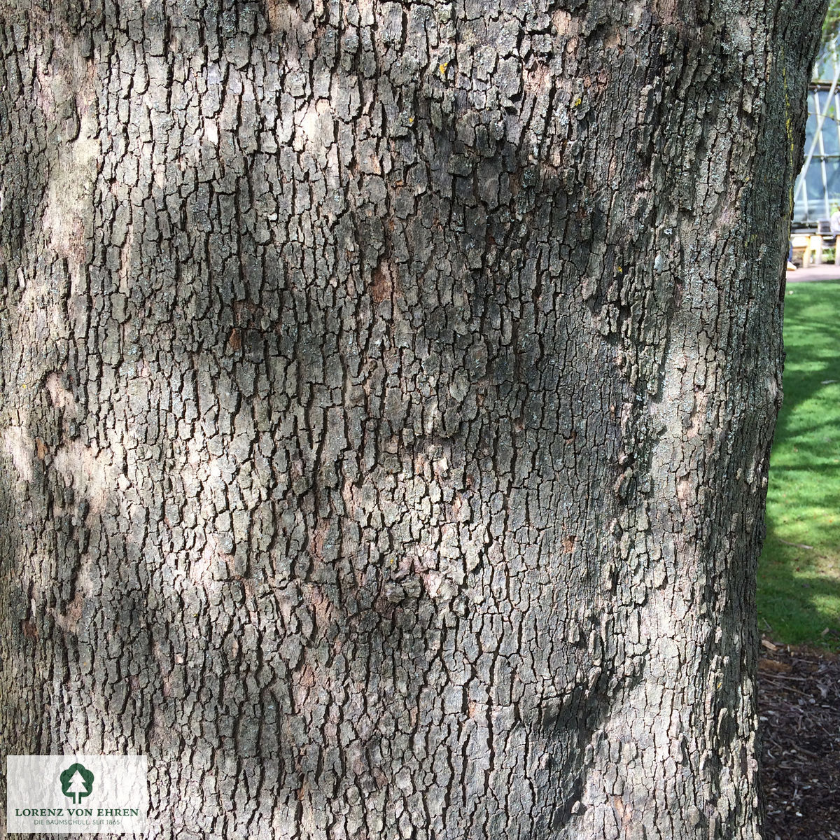 Platanus orientalis