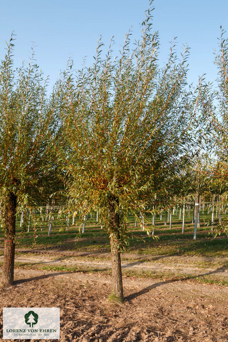 Salix alba 'Chermesina'