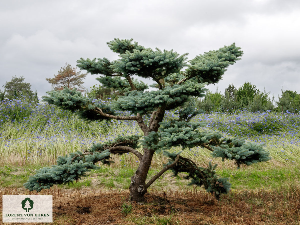 Picea pungens 'Glauca Globosa'