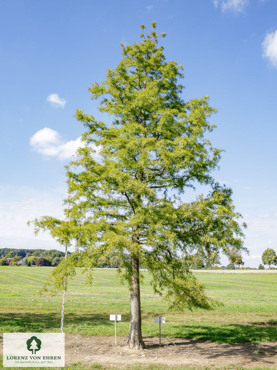 Taxodium distichum