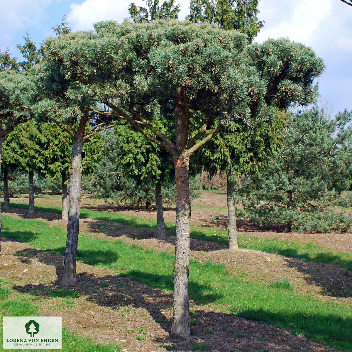 Pinus sylvestris 'Norske Typ'