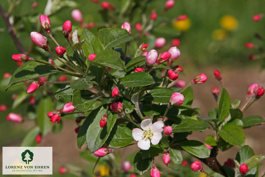 Malus 'Bob White'