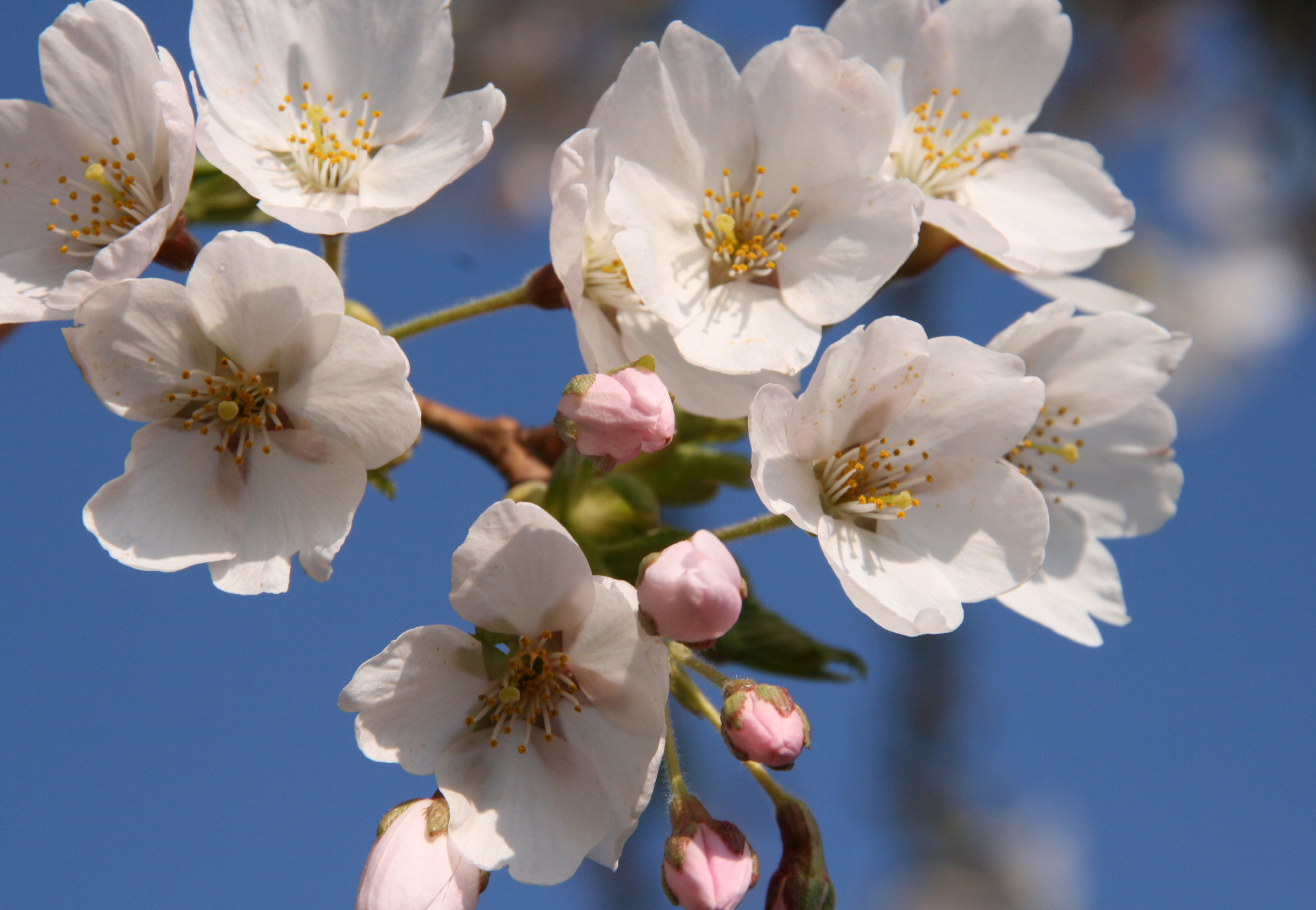Weiße Blüten der Tokyokirsche