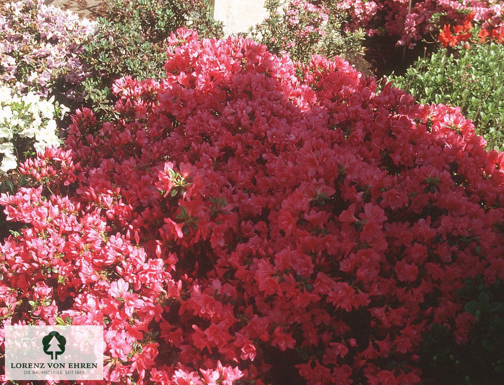 Rhododendron Japanische Azalee 'Gislinde'
