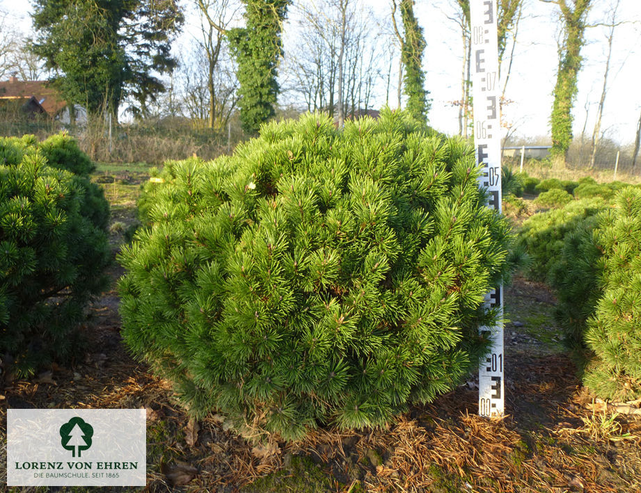 Pinus mugo 'Mops'