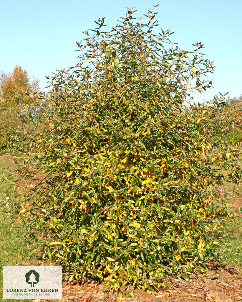 Viburnum 'Pragense'