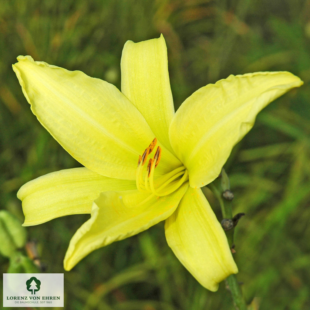 Hemerocallis citrina