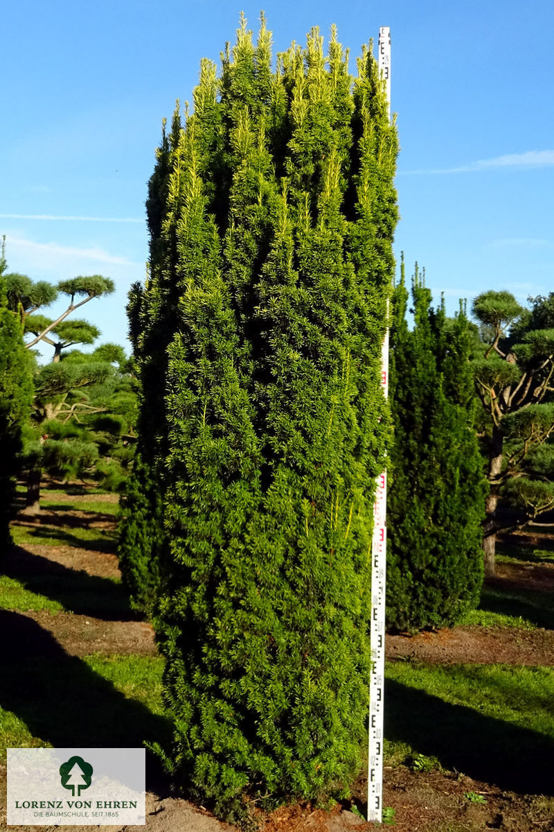 Taxus baccata 'Fastigiata Aureomarginata'