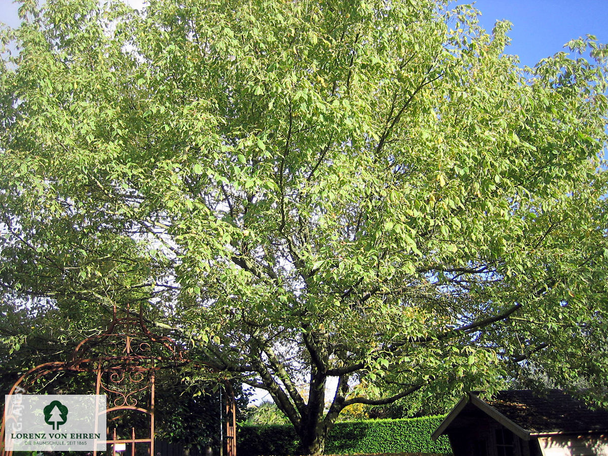 Acer negundo 'Variegatum'