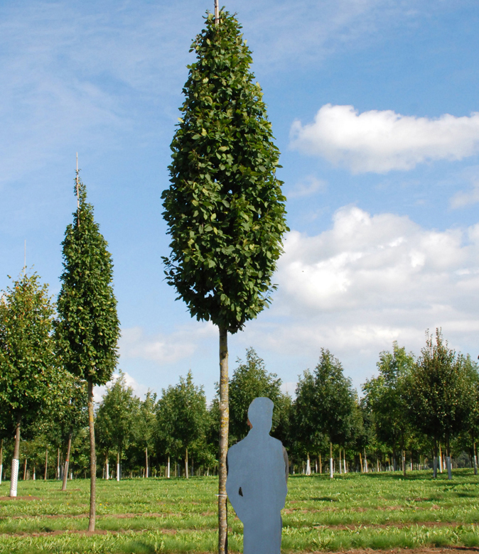 Junge Hainbuche Frans Fontaine 