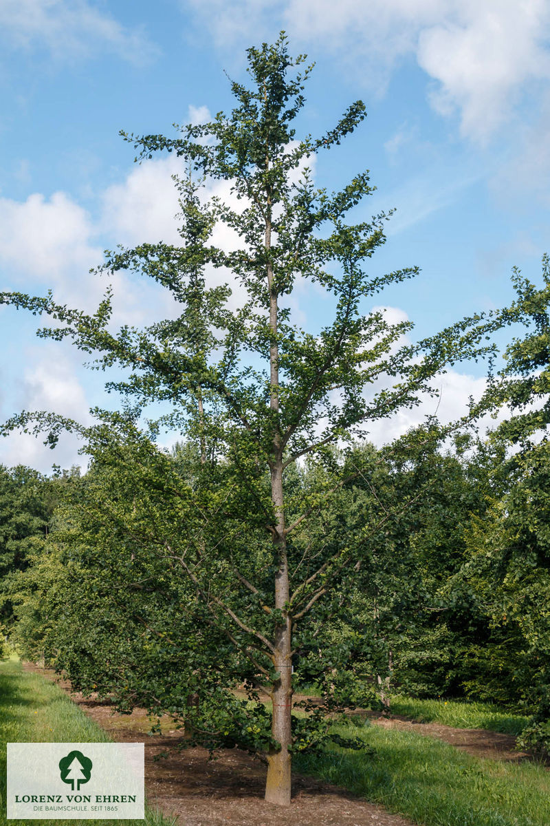 Ginkgo biloba mit grünen Blättern. Er steht in der Baumschule Lorenz von Ehren.