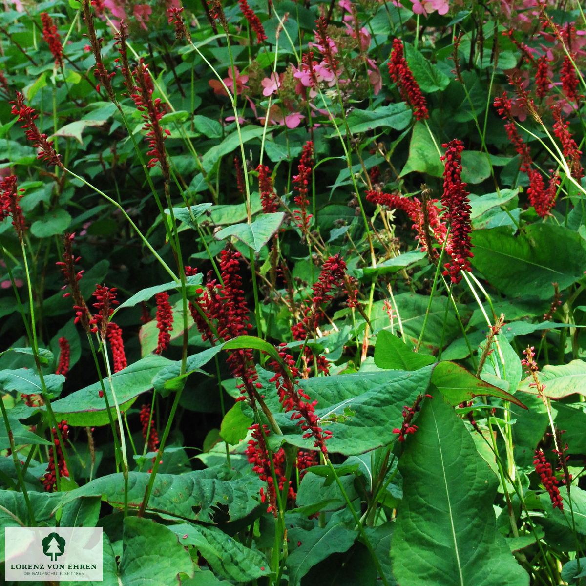 Persicaria amplexicaulis 'J. S. Caliente'