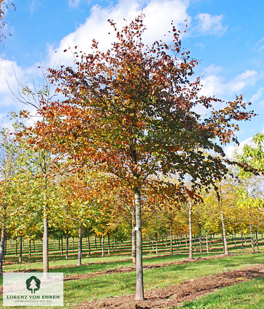 Fagus sylvatica purpurea