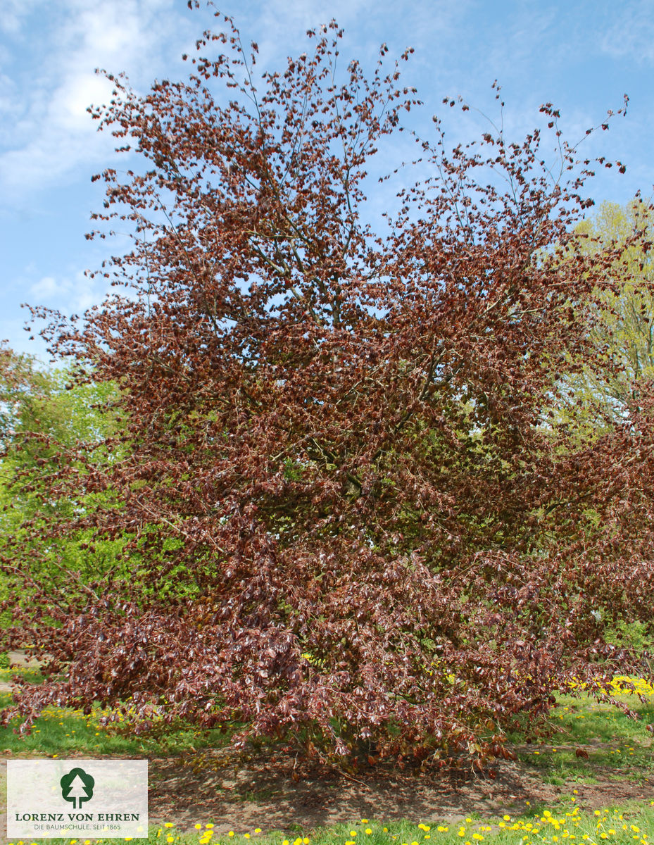 Fagus sylvatica 'Swat Magret'