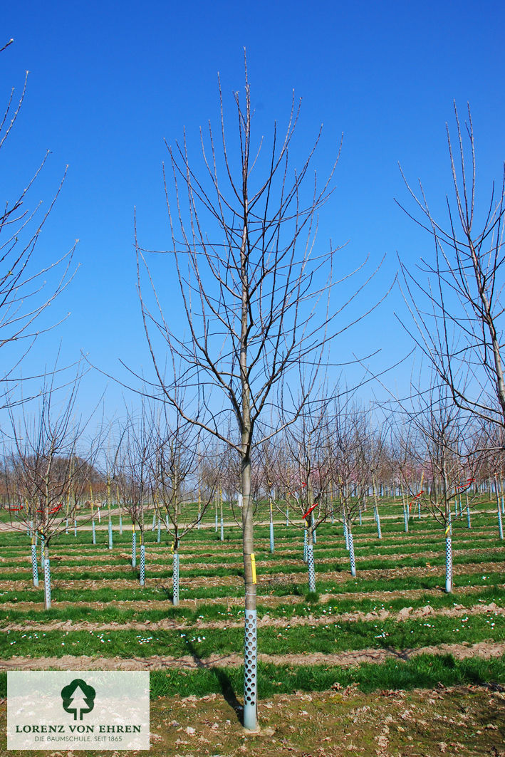 Malus domestica 'Elstar'