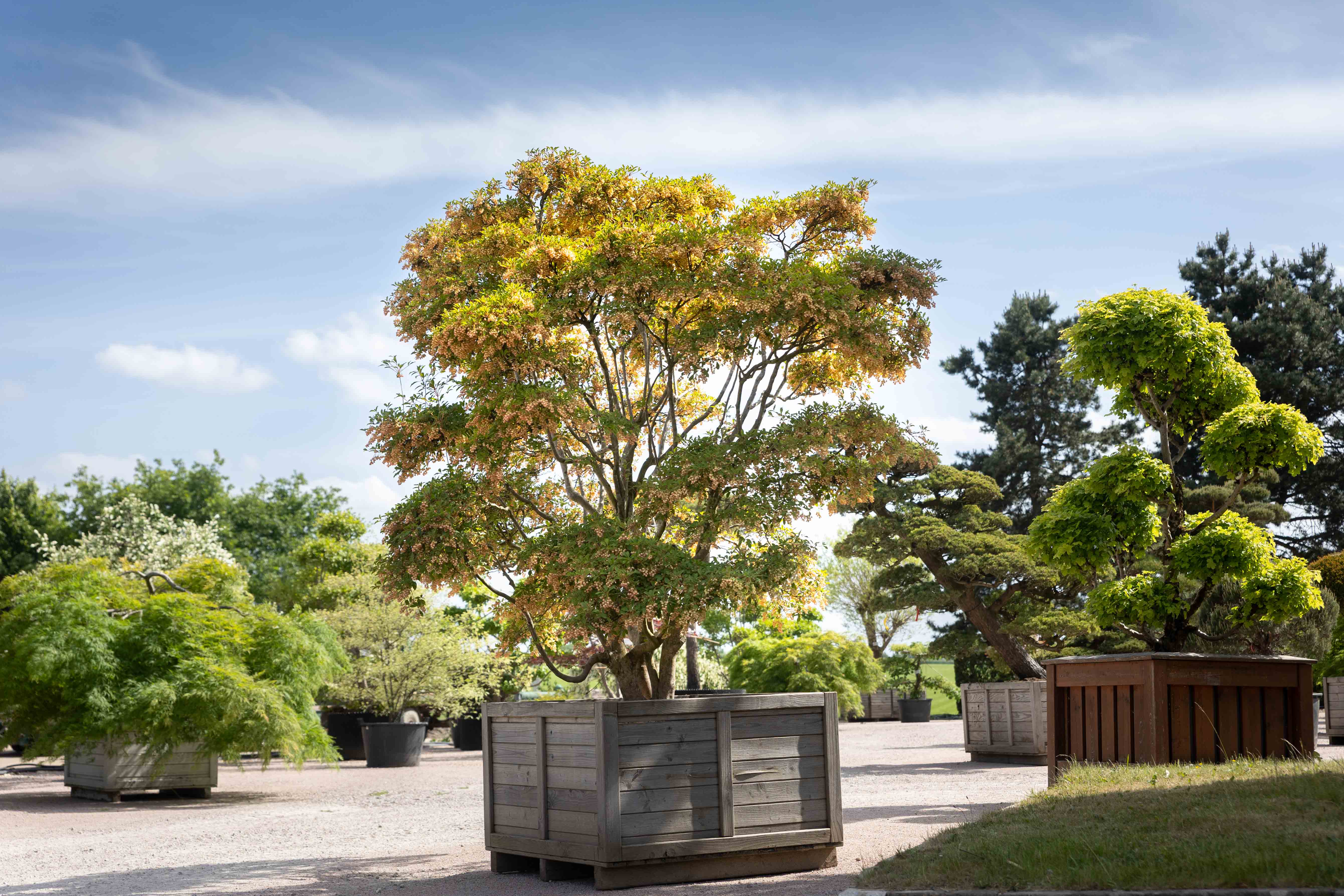 Enkianthus campanulatus Bonsai
